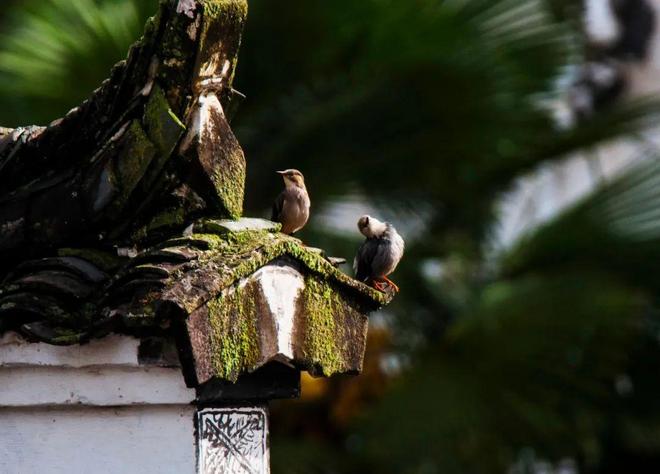 官方江湾金茂府售楼处官方发布：江湾金茂府纯科技豪宅已成绝响(图15)